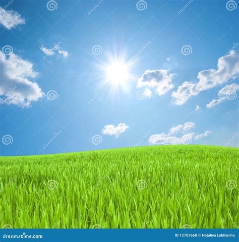 Young Green Grass And The Sky With The Sun Stock Photo Image Of Grass