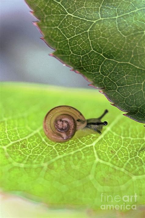 Baby Snail Photograph by Victor K - Fine Art America