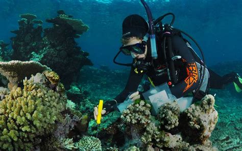 Coral Reefs Scientists Found A Way To Revive Dying Reefs The Hoard