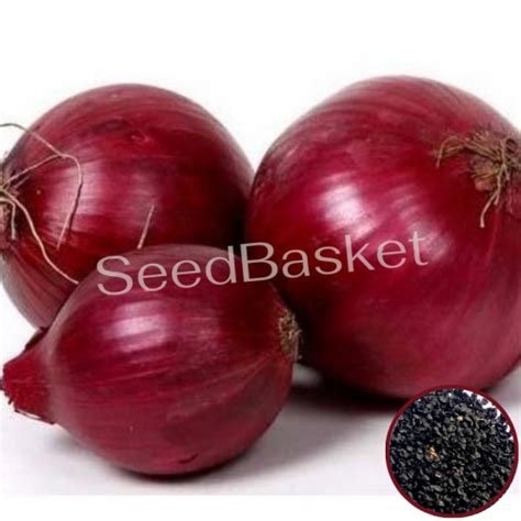 Buy Onion Seeds In India