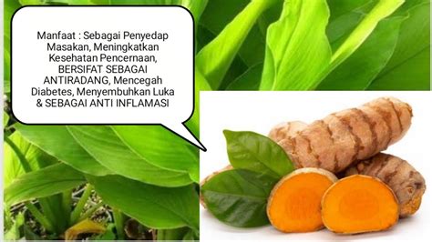 Wow Ternyata Bukan Cuma Pewarna Inilah 6 Manfaat Daun Kunyit Untuk