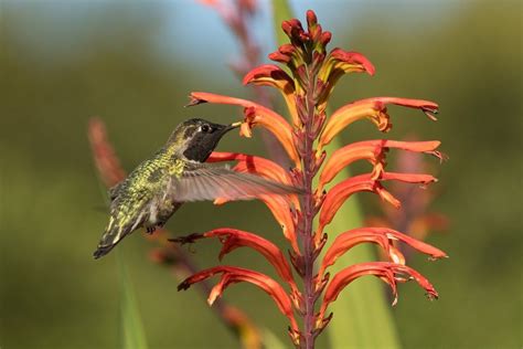 The Only Hummingbird Nectar Recipe You Need - Birds and Blooms