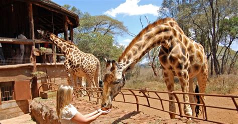 Nairobi Giraffe Center Elephant Orphanage And Beads Tour GetYourGuide