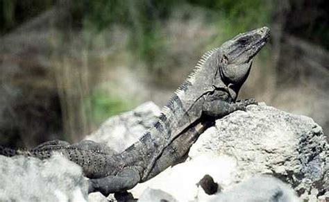 Black Iguana Facts And Pictures Reptile Fact