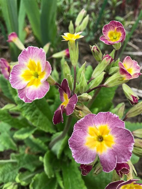 Примула высокая (Primula elatier) – сиреневая мраморная