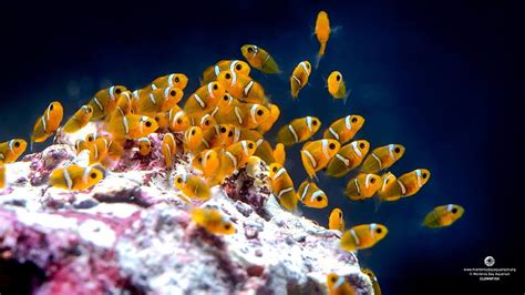 Baby Clownfish Cute Baby Clown Fish Hd Wallpaper Pxfuel