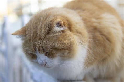 Captura De Pantalla De Un Lindo Gato Jengibre Durmiendo En Estambul