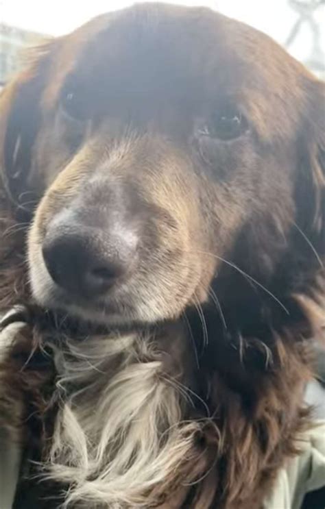 Commuters vent over croton harmon train station elevator failures 29