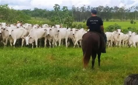 Gado Roubado No Paraguai Recuperado Em Ch Cara No Brasil