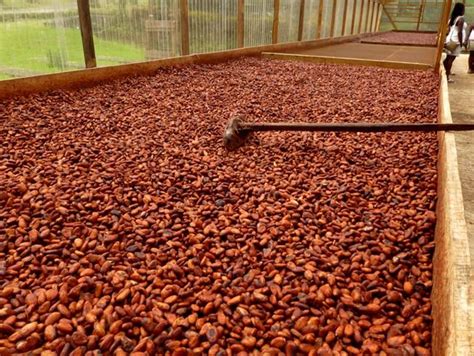 Le Chocolat De La Cabosse à La Fève And De La Fève à La Tablette L