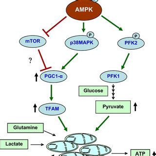 Schematic Representation Of The Mechanism Of AMPK Mediated Cell