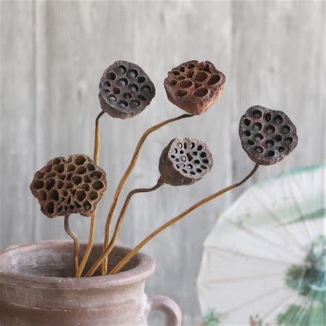 Lotus Pods Etsy