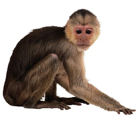 Animal Monkey Png Hd Png Mart