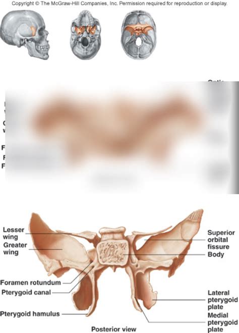 Sphenoid Bone Posterior View Diagram Quizlet