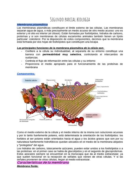 Apuntes Biologia 2 Pdf Respiración Celular Trifosfato De Adenosina