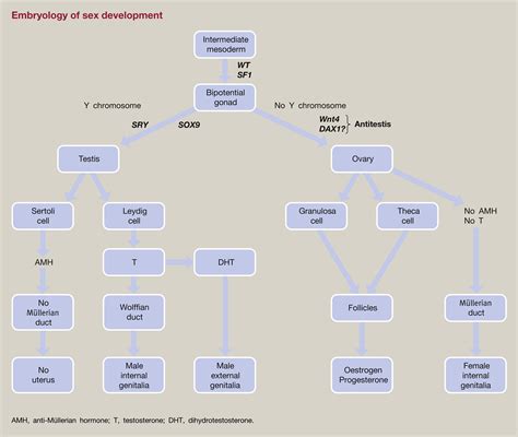 Disorders Of Sex Development Surgery Oxford International Edition