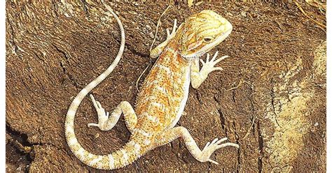 Red Bearded Dragon For Sale With Live Arrival Guarantee - xyzReptiles