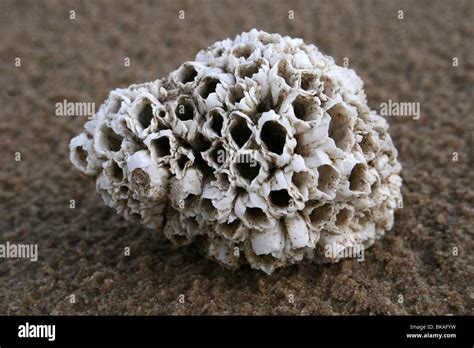 Barnacle Encrusted Common Whelk Shell Taken At Ainsdale Merseyside Uk