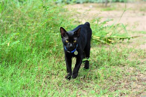 22 Beautiful Black Cat Breeds Readers Digest