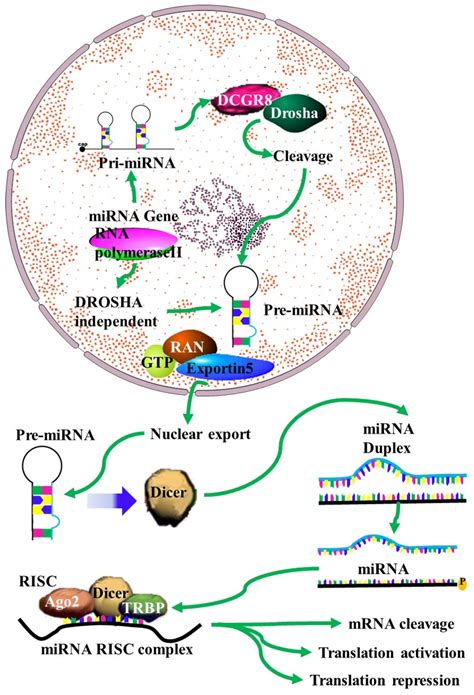 Mirna Biogenesis A Schematic Outline Of The Biogenesis Of Mirna