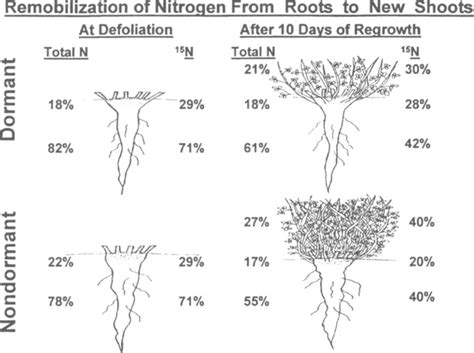 Distribution Ofn And 15 N At Defoliation And After 10 D Of Shoot