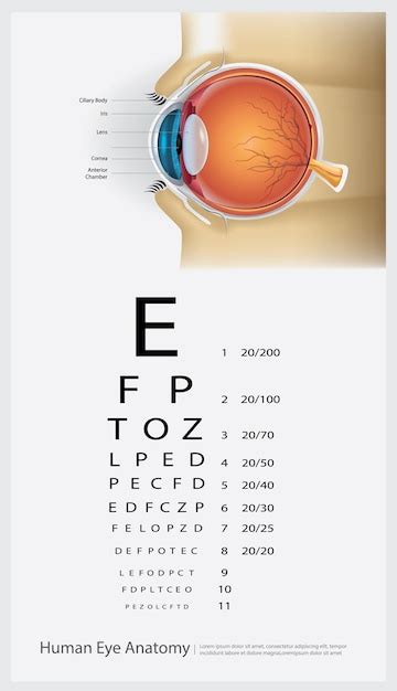 Menselijk Oog Anatomie Illustratie Premium Vector