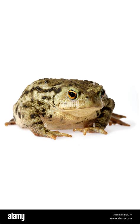 Common Toad Bufo Bufo Stock Photo Alamy