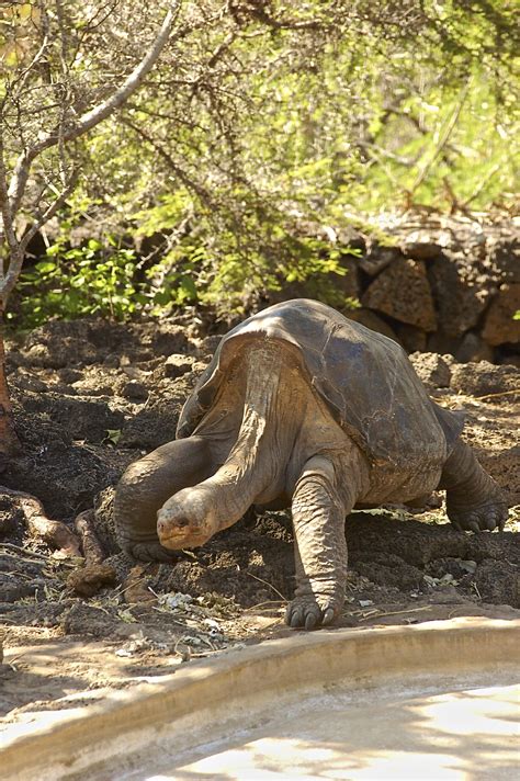 Lonesome George's genes could reveal the secrets of longevity