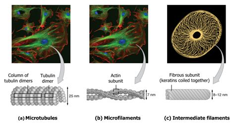 Cytoskeleton Cell Biology Genetics And Biochemistry For Pre