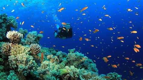 Diving Placencia Belize What You Need To Know Before You Go