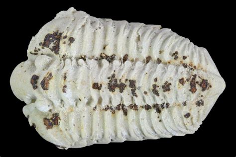 11 Calymene Celebra Trilobite Illinois 126809 For Sale