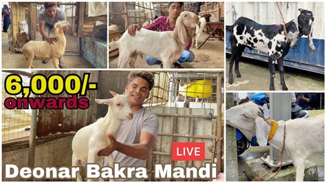 Deonar Bakra Mandi Latest Update 2023 SATURDAY LIVE MARKET YouTube