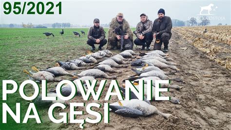 SUDECKA OSTOJA 95 2021 Polowanie na gęsi Calling goose Hunting Gosse