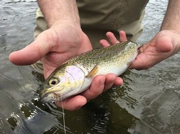 dry flies for rainbow trout - Southern Appalachian Anglers