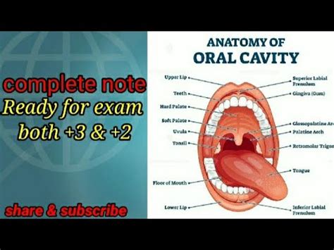 Mouth And Buccal Cavity Md Bio Classes Mdbioclasses Mdbioclasses