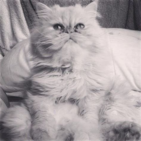 133 best Smushed Face Cats images on Pinterest | Persian cats ...