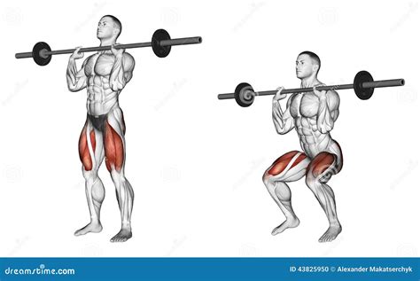 Squats Muscles Targeted