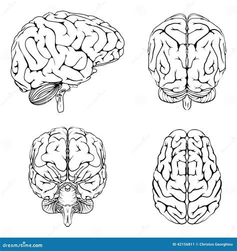 Brain From Top Side Front And Back Stock Vector - Image: 42156811