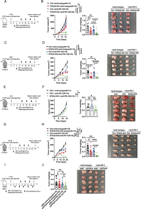 Protein Kinase STK24 Promotes Tumor Immune Evasion Via The AKTPDL1