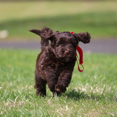 Labradoodle Puppy Training Resources | Hidden Springs Labradoodles