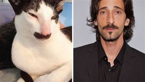 30 Cats That Look Like Celebrities