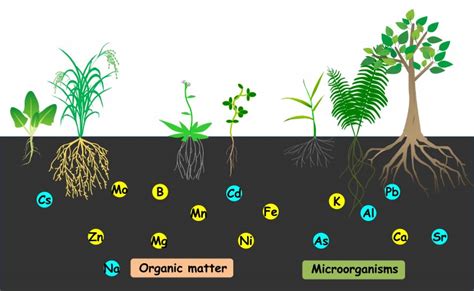 Conceptos B Sicos Para Realizar C Lculos De Dosis De Fertilizantes