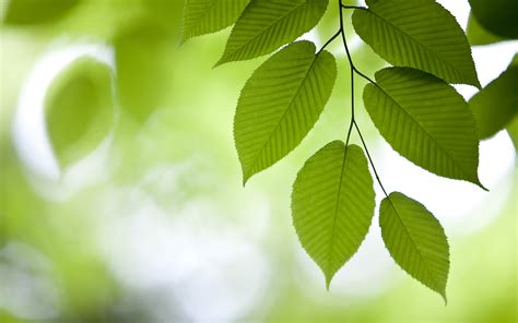 Green leaves | HD Wallpapers