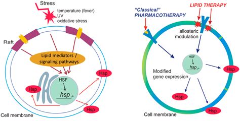 Ijms Free Full Text Heat Shock Proteins And Autophagy Pathways In