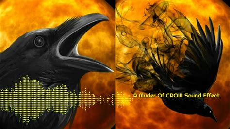 A Muder Of Crow Sound Effect Crow Horror Sound Crow Sound Effect