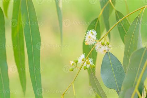 Eucalyptus leaves nature 7707971 Stock Photo at Vecteezy