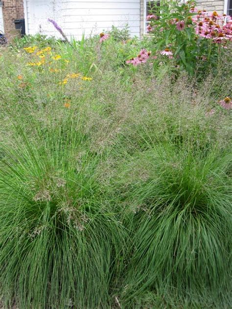 Prairie Dropseed Sporobolus Heterolepis Pack Of Pots Blazing Star