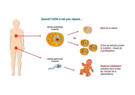 Chapitre 2 Les mutations source de variabilité génétique AlloSchool