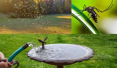 How To Keep Mosquitoes Out Of Bird Bath Guard Your Garden Spark Lark