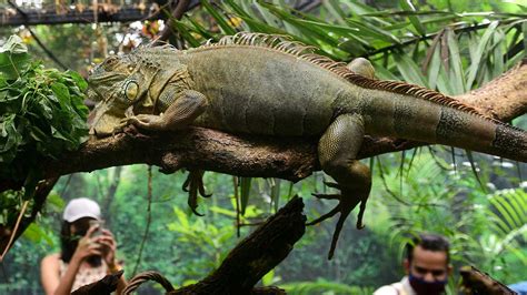 A walk through the Iguana garden inaugurated at snake park in Chennai ...